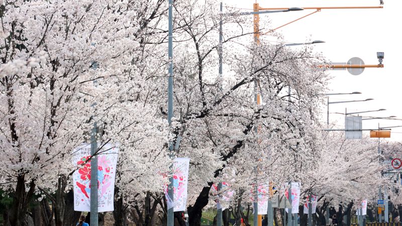 3일 서울 영등포구 윤중로 봄꽃이 만개한 가운데 시민들이 꽃길을 걸으며 봄을 만끼하고 있다. 한편 '봄의 정원, 모두 함께'를 주제로 진행되는 '여의도 봄꽃축제'는 지난 2005년부터 이어져 온 행사로 3일부터 7일까지 열린다. 사진=서동일 기자