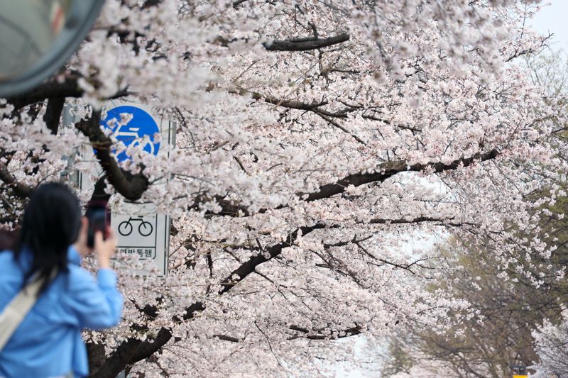 3일 서울 영등포구 윤중로 봄꽃이 만개한 가운데 시민들이 꽃길을 걸으며 봄을 만끼하고 있다. 한편 '봄의 정원, 모두 함께'를 주제로 진행되는 '여의도 봄꽃축제'는 지난 2005년부터 이어져 온 행사로 3일부터 7일까지 열린다. 사진=서동일 기자