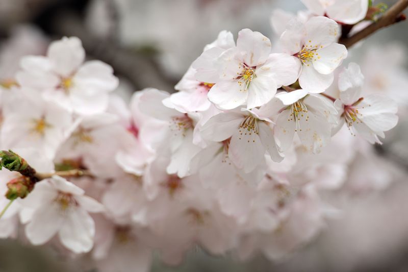 3일 서울 영등포구 윤중로 봄꽃이 만개한 가운데 시민들이 꽃길을 걸으며 봄을 만끼하고 있다. 한편 '봄의 정원, 모두 함께'를 주제로 진행되는 '여의도 봄꽃축제'는 지난 2005년부터 이어져 온 행사로 3일부터 7일까지 열린다. 사진=서동일 기자