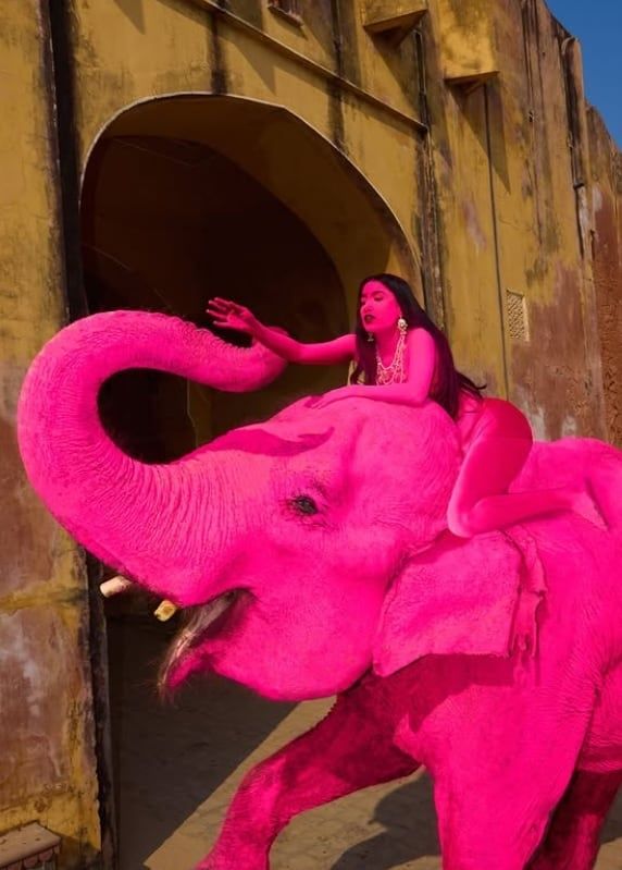 분홍 페인트 칠해졌던 인도 코끼리, 촬영 3개월 만에 폐사… 동물 학대 수사 착수