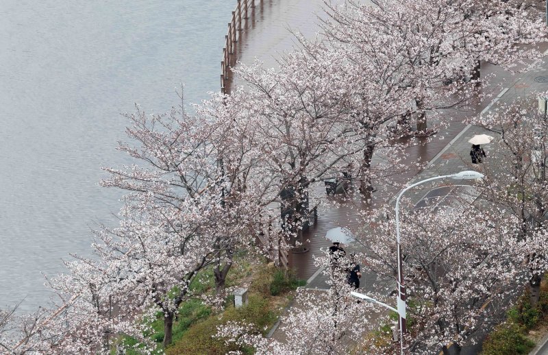 [부산=뉴시스] 하경민 기자 = 봄비가 내린 30일 부산 수영구 수영강변에서 활짝 핀 벚꽃나무 아래로 시민들이 우산을 쓴 채 걸어가고 있다. 2026.03.30. yulnetphoto@newsis.com