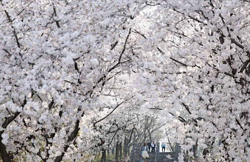 [대구=뉴시스] 이무열 기자 = 완연한 봄 날씨를 보인 3일 대구 북구 침산공원을 찾은 시민들이 활짝 핀 벚꽃 아래에서 산책을 하고 있다. 2026.04.03. lmy@newsis.com