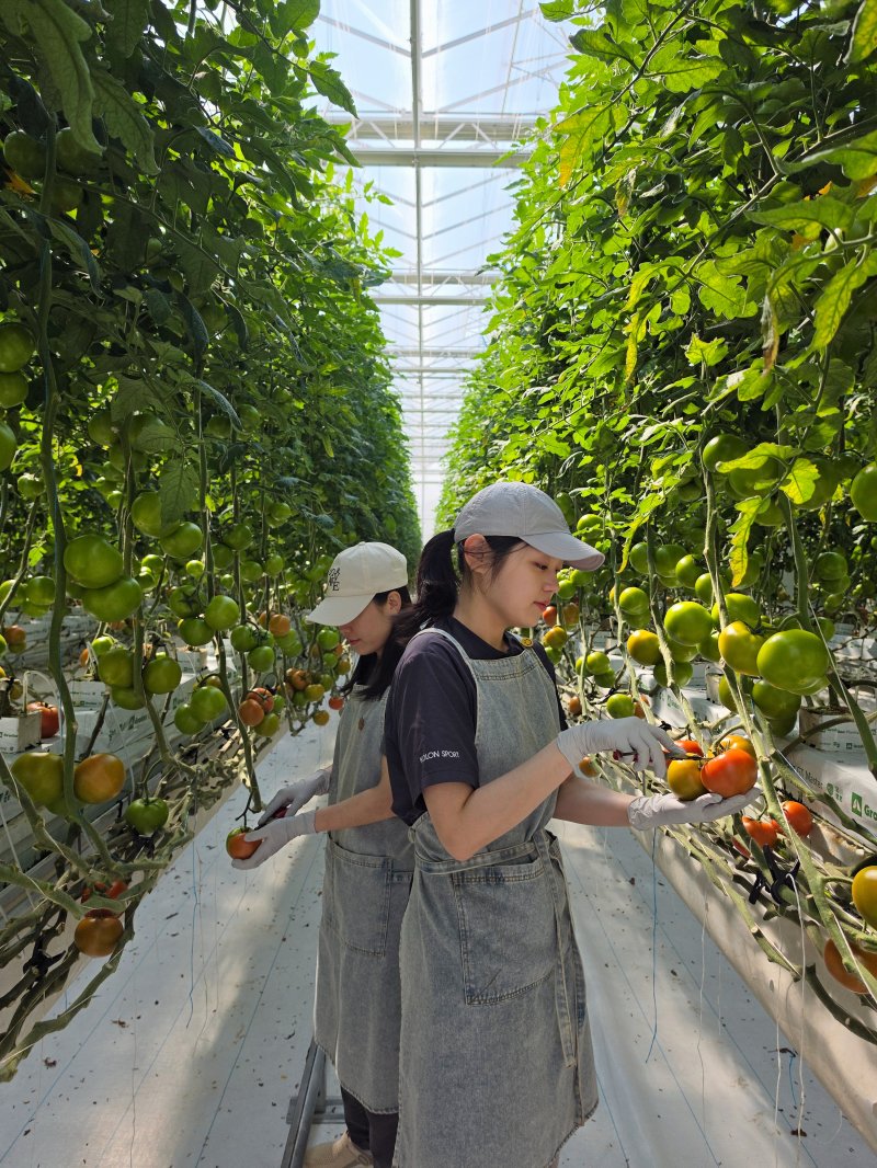 청년농업인 심은정(왼쪽)·백지현씨가 지난 1일 경남 스마트팜 혁신밸리에서 토마토를 수확하고 있다. 사진=서지윤 기자