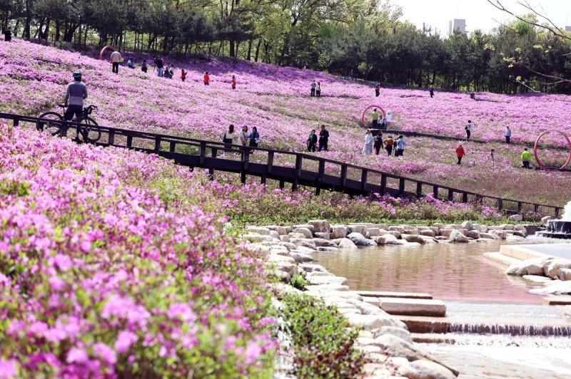 철쭉이 만개한 불암산 철쭉동산의 모습 (출처=연합뉴스)