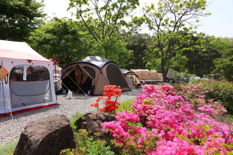 가산수피아 내 별빛잠뜰 캠핑장의 낮 모습. 경북문화관광공사 제공