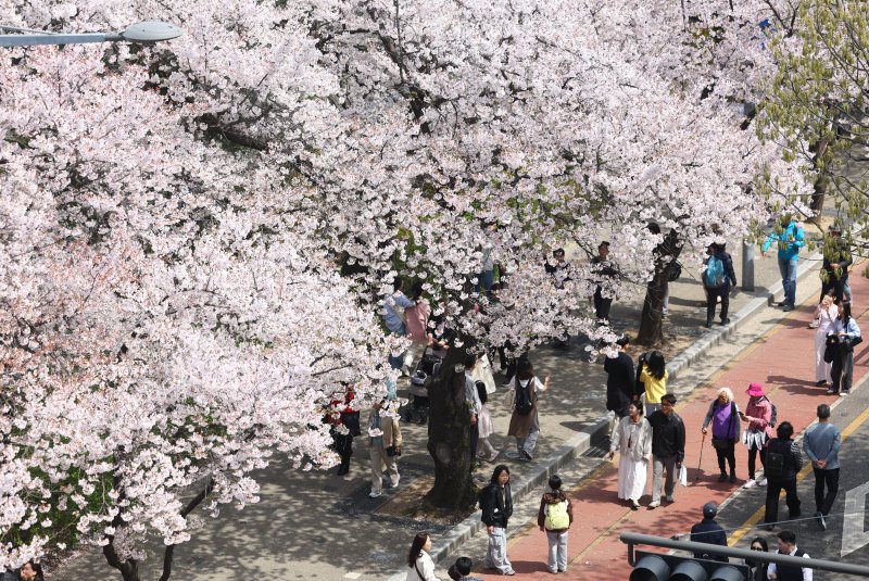 지난 5일 서울 여의도 윤중로를 찾은 시민들이 만개한 벚꽃길을 걷고 있다. 사진=뉴시스