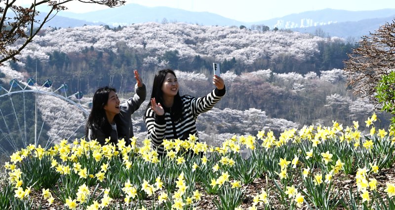 [용인=뉴시스] 김종택기자 = 완연한 봄날씨를 보인 8일 경기 용인시 에버랜드 하늘정원길에 수선화 등 봄꽃이 활짝 피어 있다. 2026.04.08. jtk@newsis.com