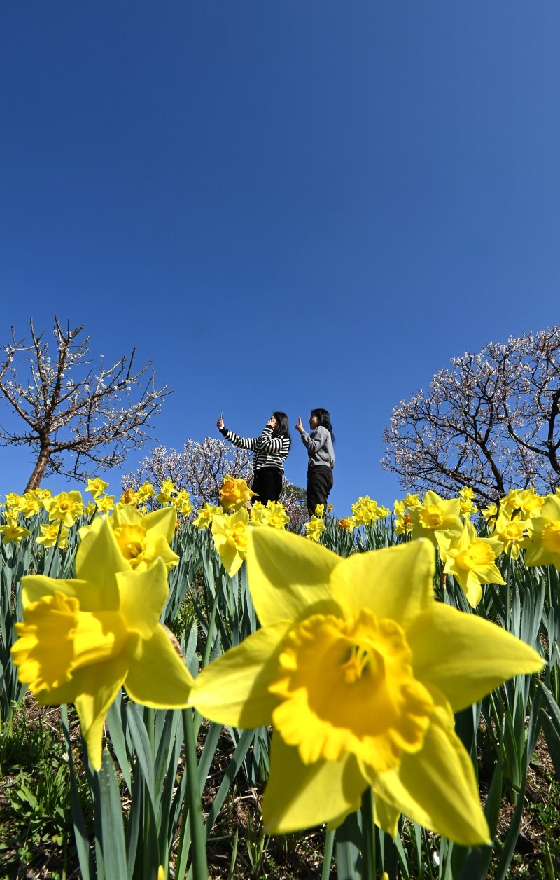 [용인=뉴시스] 김종택기자 = 완연한 봄날씨를 보인 8일 경기 용인시 에버랜드 하늘정원길에 수선화 등 봄꽃이 활짝 피어 있다. 2026.04.08. jtk@newsis.com