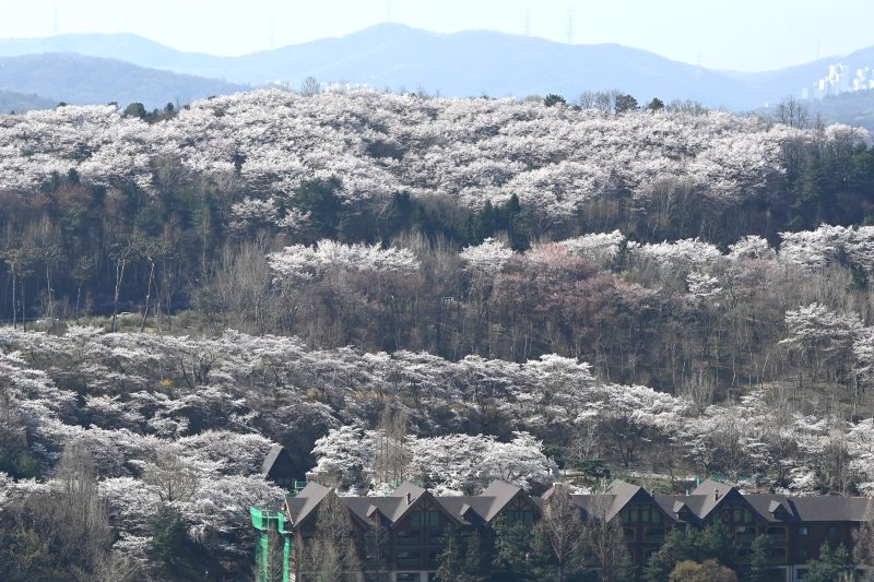 [용인=뉴시스] 김종택기자 = 완연한 봄날씨를 보인 8일 경기 용인시 에버랜드 하늘정원길에서 바라본 호암미술관 주변이 벚꽃으로 장관을 이루고 있다. 2026.04.08. jtk@newsis.com