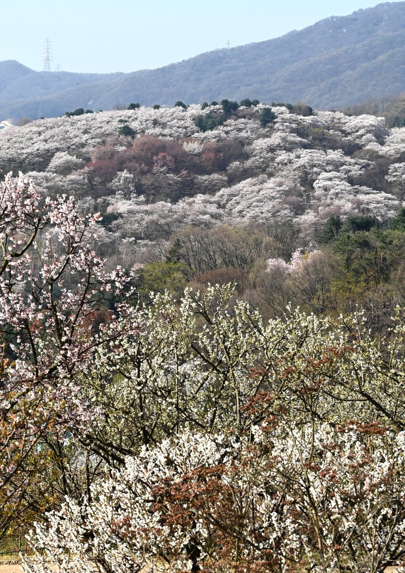 [용인=뉴시스] 김종택기자 = 완연한 봄날씨를 보인 8일 경기 용인시 에버랜드 하늘정원길에서 바라본 호암미술관 주변이 벚꽃으로 장관을 이루고 있다. 2026.04.08. jtk@newsis.com