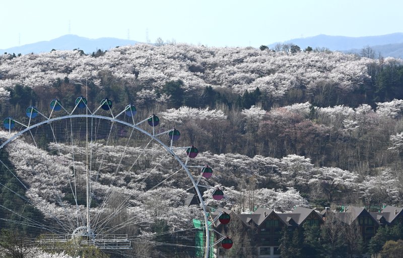 [용인=뉴시스] 김종택기자 = 완연한 봄날씨를 보인 8일 경기 용인시 에버랜드 하늘정원길에서 바라본 호암미술관 주변이 벚꽃으로 장관을 이루고 있다. 2026.04.08. jtk@newsis.com