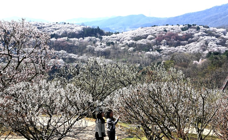[용인=뉴시스] 김종택기자 = 완연한 봄날씨를 보인 8일 경기 용인시 에버랜드 하늘정원길에서 바라본 호암미술관 주변이 벚꽃으로 장관을 이루고 있다. 2026.04.08. jtk@newsis.com