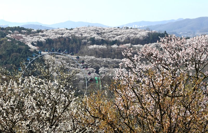 [용인=뉴시스] 김종택기자 = 완연한 봄날씨를 보인 8일 경기 용인시 에버랜드 하늘정원길에서 바라본 호암미술관 주변이 벚꽃으로 장관을 이루고 있다. 2026.04.08. jtk@newsis.com