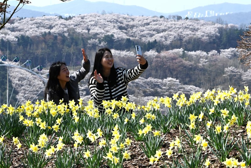 [용인=뉴시스] 김종택기자 = 완연한 봄날씨를 보인 8일 경기 용인시 에버랜드 하늘정원길에 수선화 등 봄꽃이 활짝 피어 있다. 2026.04.08. jtk@newsis.com