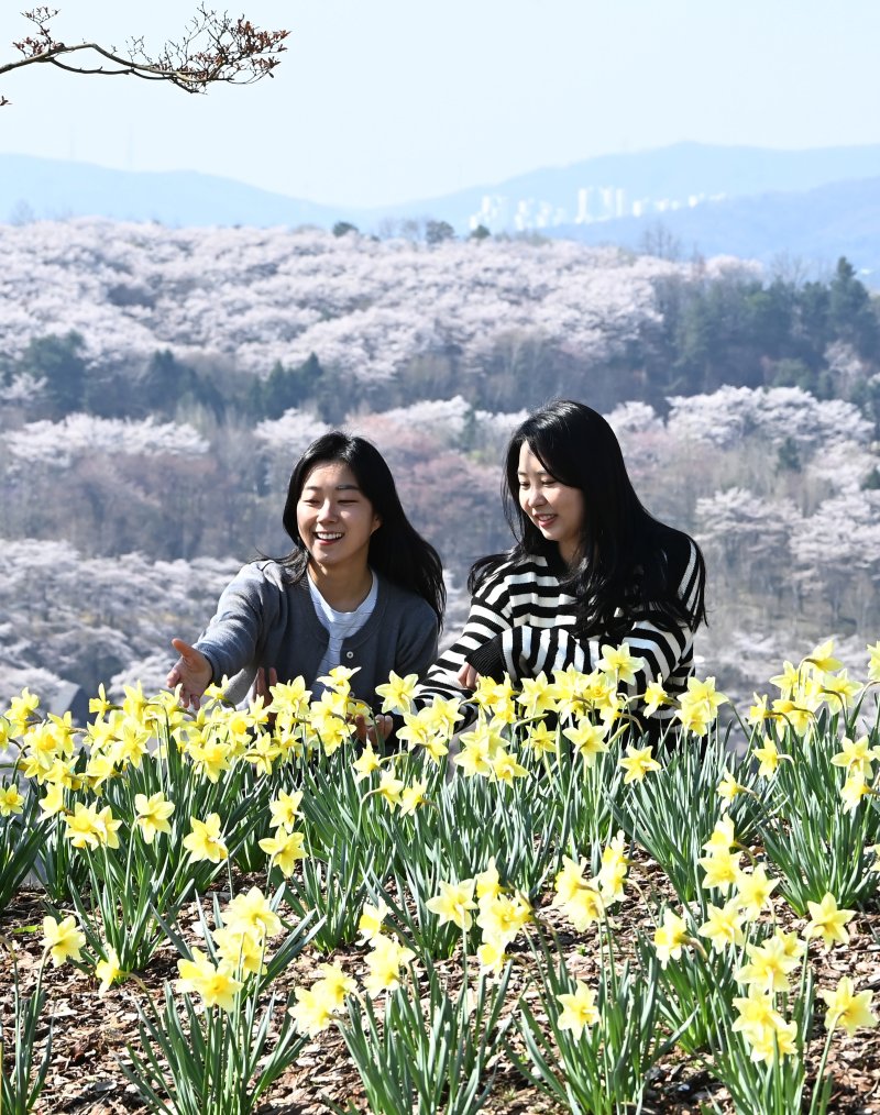 [용인=뉴시스] 김종택기자 = 완연한 봄날씨를 보인 8일 경기 용인시 에버랜드 하늘정원길에 벚꽃과 수선화 등 봄꽃이 활짝 피어 있다. 2026.04.08. jtk@newsis.com