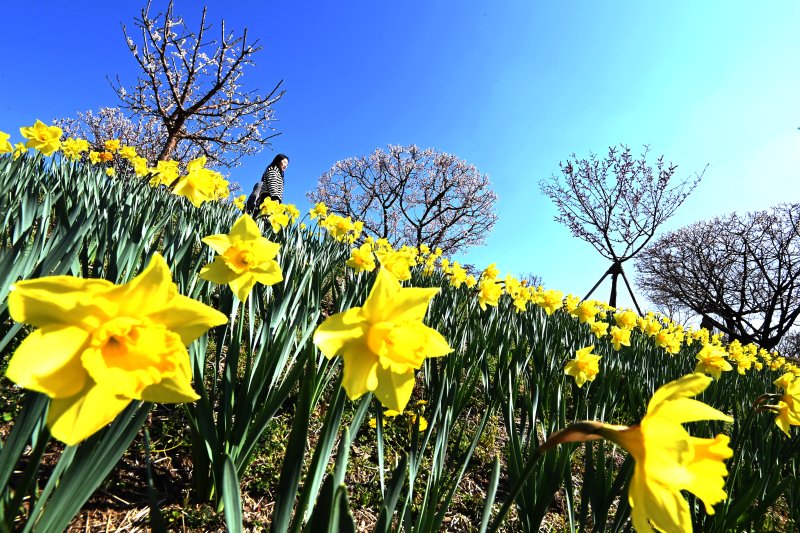 [용인=뉴시스] 김종택기자 = 완연한 봄날씨를 보인 8일 경기 용인시 에버랜드 하늘정원길에 수선화 등 봄꽃이 활짝 피어 있다. 2026.04.08. jtk@newsis.com