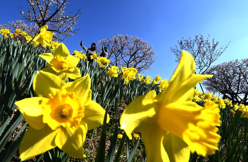 [용인=뉴시스] 김종택기자 = 완연한 봄날씨를 보인 8일 경기 용인시 에버랜드 하늘정원길에 수선화 등 봄꽃이 활짝 피어 있다. 2026.04.08. jtk@newsis.com