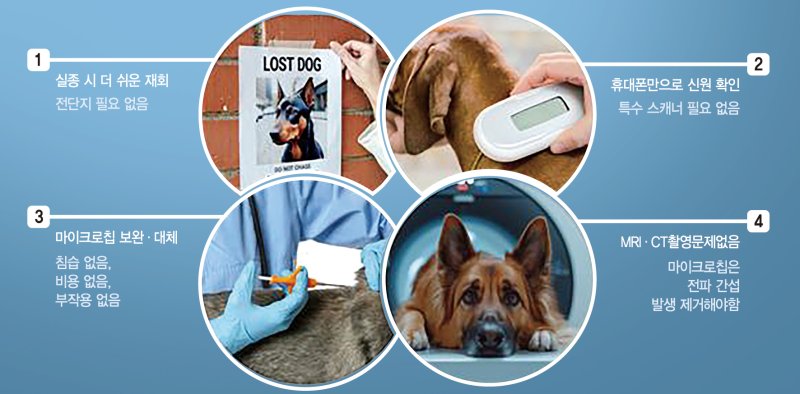 '찰칵'사진 찍자 반려견 신원확인... 자율주행 사각지대 해결도 - 뉴스 썸네일 이미지