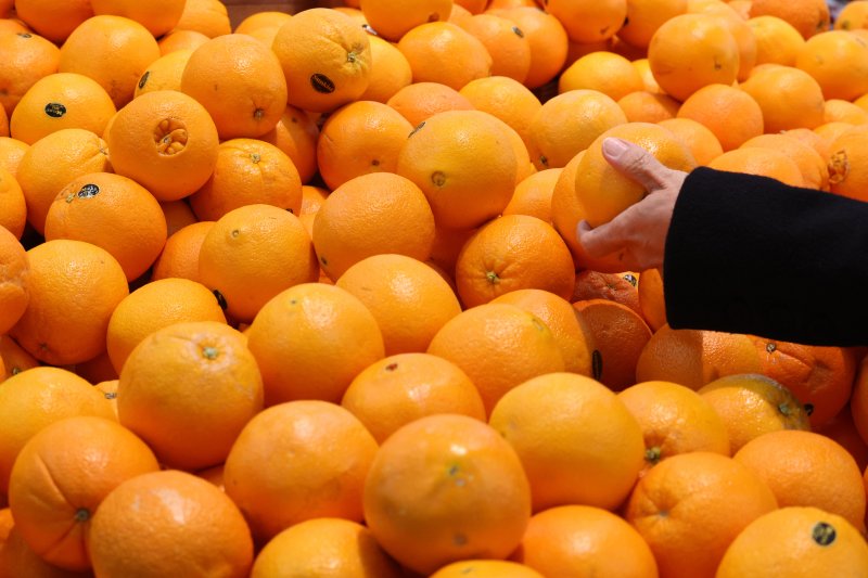 서울의 한 대형마트에서 오렌지를 고르는 모습. (뉴스1DB) ⓒ 뉴스1 신웅수 기자