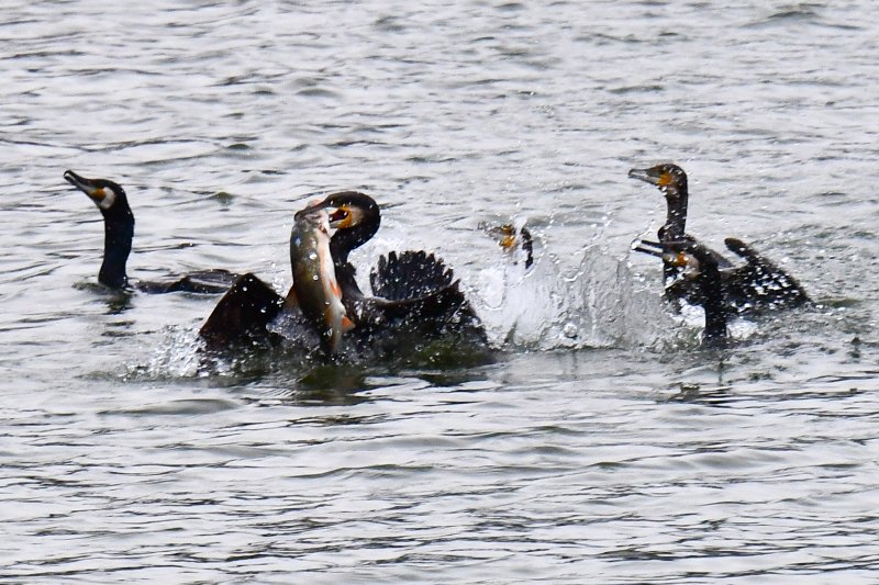 9일 오전 경북 포항시 남구 형산강에서 가마우지들이 황어를 사냥하고 있다. 2026.4.9 ⓒ 뉴스1 최창호 기자