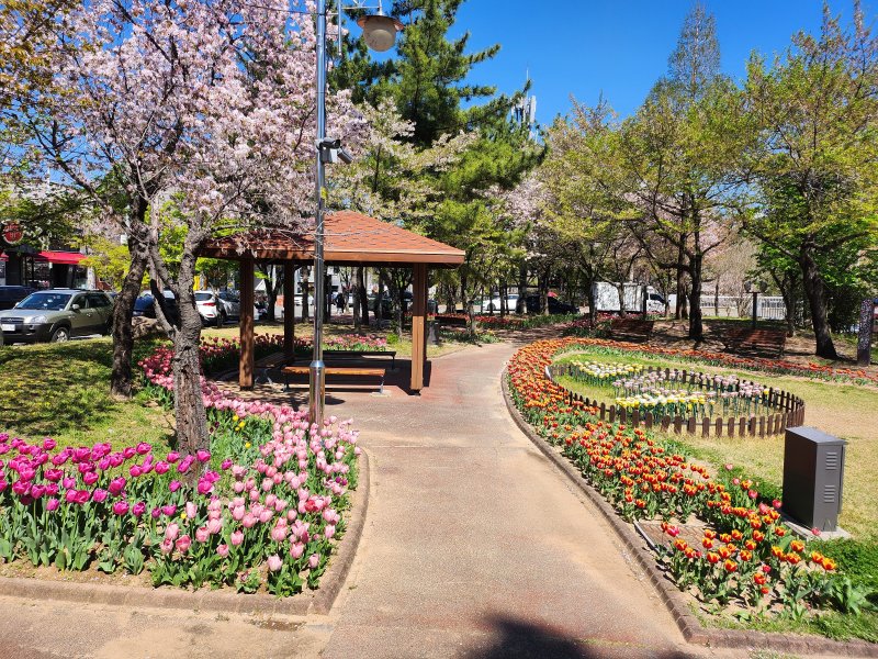 [김해=뉴시스]김해 대청천 튤립. (사진=김해시 제공). 2026.04.09. photo@newsis.com