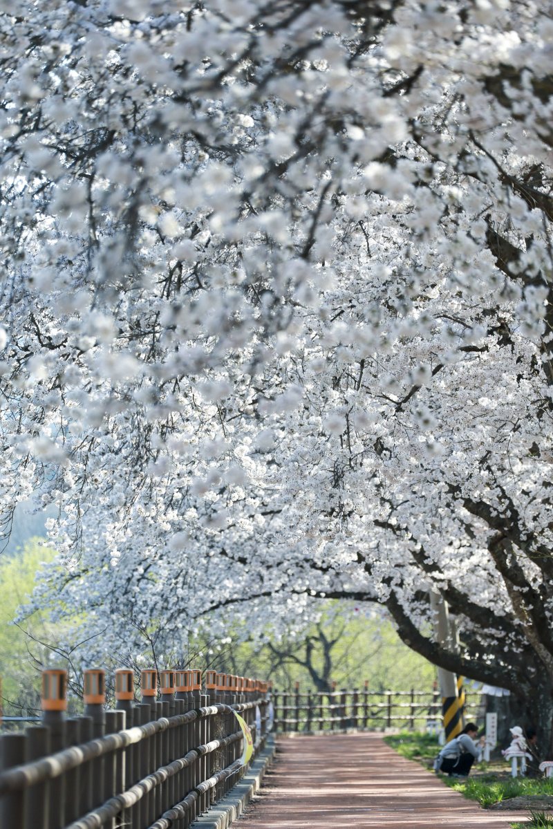 경북 경주시 암곡동 벚꽃터널.(경주시 제공, 재판매 및 DB금지) 2026.4.9/뉴스1