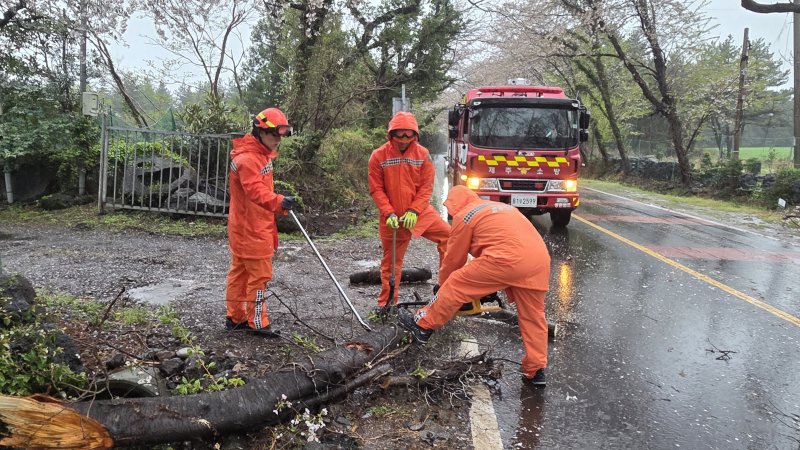 [제주=뉴시스] 강풍특보와 호우특보가 동시에 내려진 9일 오전 서귀포시 대포동에서 강풍에 나무가 쓰러져 소방당국이 안전 조치를 하고 있다. (사진=제주소방안전본부 제공) 2026.04.09. photo@newsis.com