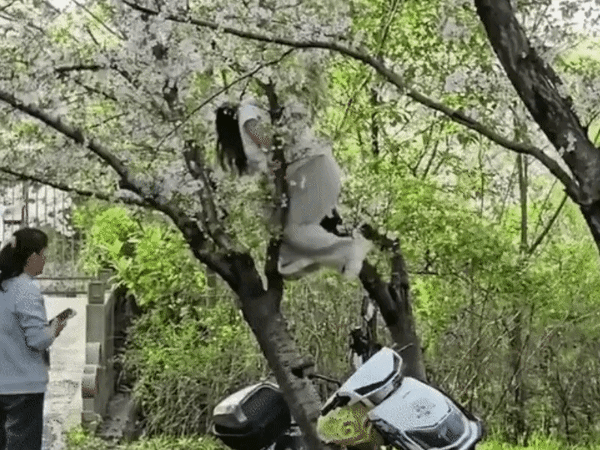 중국 상하이의 벚꽃 명소에서 한 여성이 인생샷을 남기기 위해 나무 위에 올라갔다가 벚나무를 통째로 쓰러뜨리는 일이 발생했다. 해당 여성은 자신의 잘못을 인정하고 파손에 대한 보상금을 지불하기로 한 것으로 전해졌다. /사진=온라인 커뮤니티