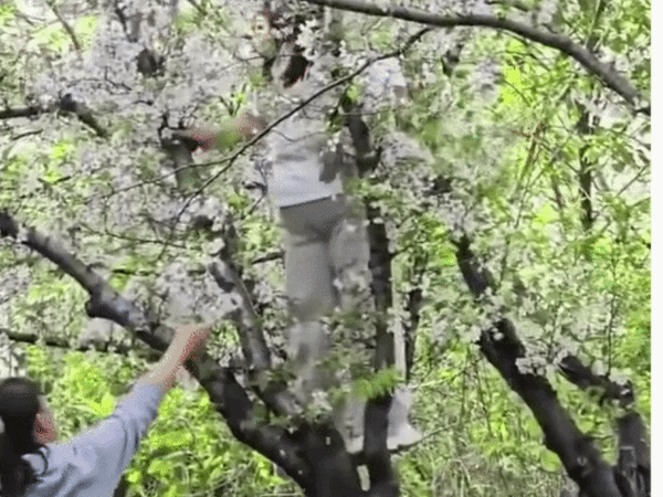 중국 상하이의 벚꽃 명소에서 한 여성이 인생샷을 남기기 위해 나무 위에 올라갔다가 벚나무를 통째로 쓰러뜨리는 일이 발생했다. 해당 여성은 자신의 잘못을 인정하고 파손에 대한 보상금을 지불하기로 한 것으로 전해졌다. /사진=온라인 커뮤니티