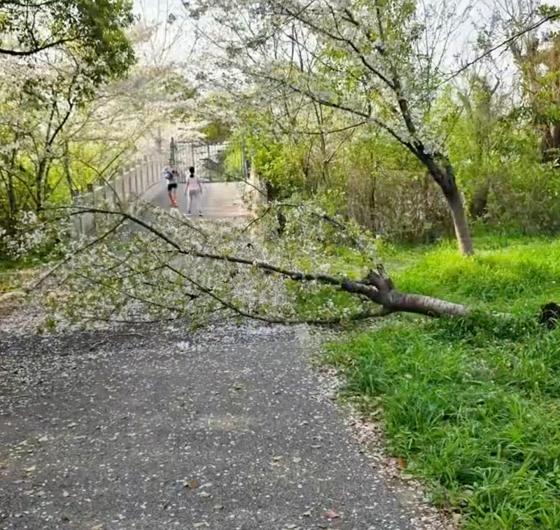 중국 상하이의 벚꽃 명소에서 한 여성이 인생샷을 남기기 위해 나무 위에 올라갔다가 벚나무를 통째로 쓰러뜨리는 일이 발생했다. 해당 여성은 자신의 잘못을 인정하고 파손에 대한 보상금을 지불하기로 한 것으로 전해졌다. /사진=온라인 커뮤니티