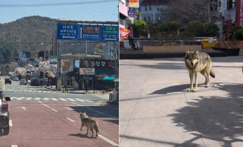'주목경제' 사례된 늑구 코인…'늑구 탈출', 세상의 시선을 보여주다 [쓸만한 이슈]