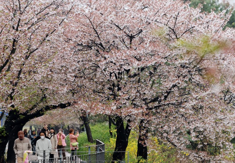 [서울=뉴시스] 김진아 기자 = 봄비가 내린 10일 서울 여의도 윤중로 벚나무에 벚꽃잎이 떨어지고 있다. 2026.04.10. bluesoda@newsis.com