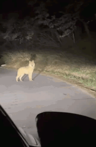 지난 8일 동물원에서 탈출한 늑대 '늑구'를 발견해 소방당국에 신고한 신고자가 당시 촬영한 영상을 SNS에 올렸다. /영상=인스타그램 캡처 @jun70795