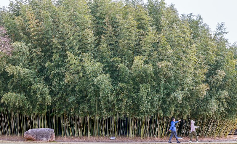 [여행honey] 죽음의 강에서 태어난 생명의 성지…태화강 국가정원 (출처=연합뉴스)