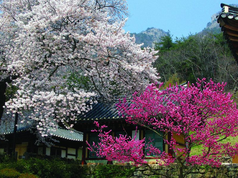 벚꽃과 홍매화가 활짝 핀 내소사