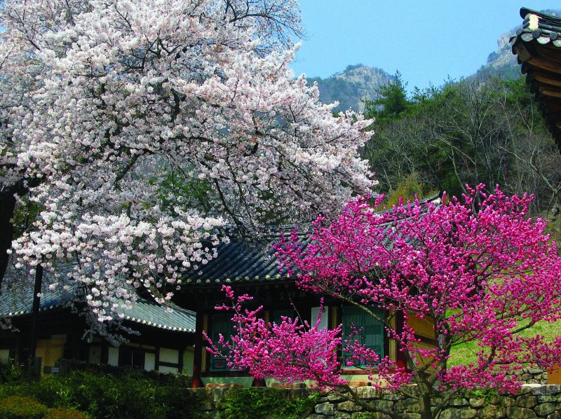 봄꽃이 활짝 핀 내소사