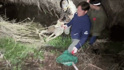 늑구 포획 당시 장면. (대전시 제공. 재판매 및 DB금지)/뉴스1