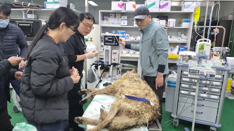 대전 오월드 동물병원 관계자들이 동물원 탈출 열흘만에 포획된 늑대 '늑구'의 건강상태를 점검하고 있다. 대전시 제공