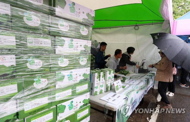 '2023 양구 곰취축제' (출처=연합뉴스)