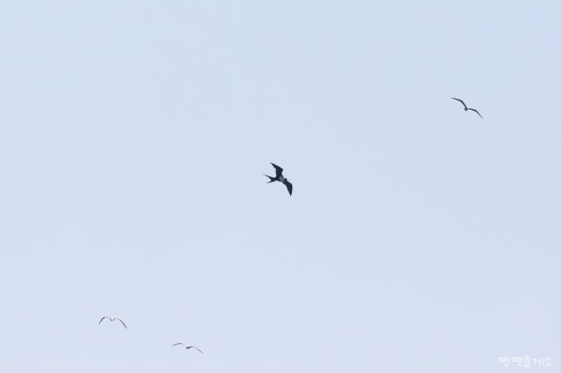 지난 7일 울산 동구 대왕암공원 앞바다에서 갈매기들과 함께 날고 있는 군함조의 모습. 짹짹휴게소의 홍승민 대표 촬영