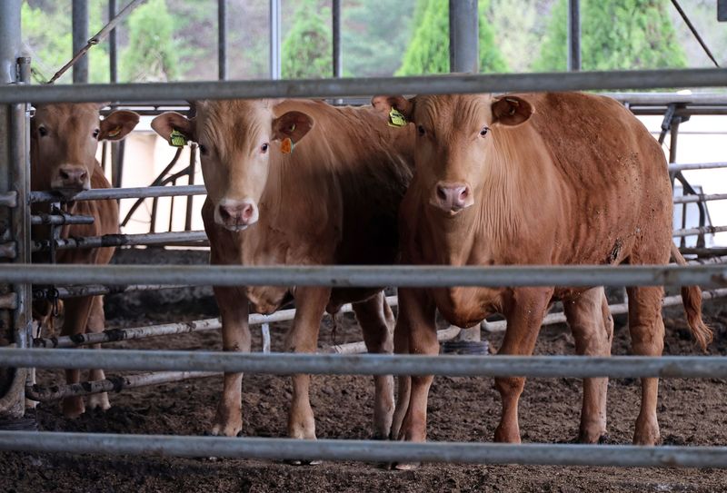 홍성 한우 농가 (출처=연합뉴스)