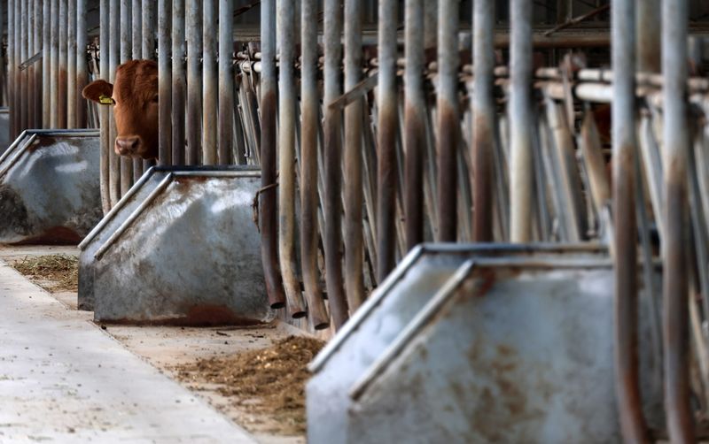 홍성 한우 농가 (출처=연합뉴스)
