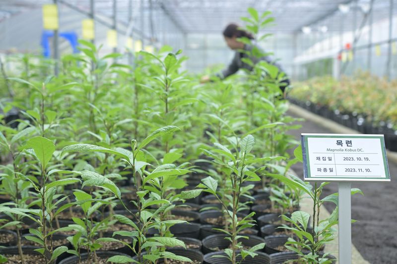 국립산림과학원 난대·아열대산림연구소가 자생지에서 수집한 종자로 증식한 목련 후계목을 온실에서 육성하고 있다. /사진=국립산림과학원 제공