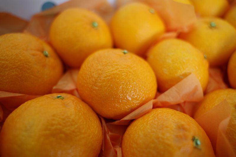 제주특별자치도 농업기술원이 육성한 신품종 만감류 ‘달코미’. 제주 육성 만감류는 올해 38농가에서 96톤이 출하되며 시장 안착에 속도를 내고 있다. /사진=제주특별자치도 제공