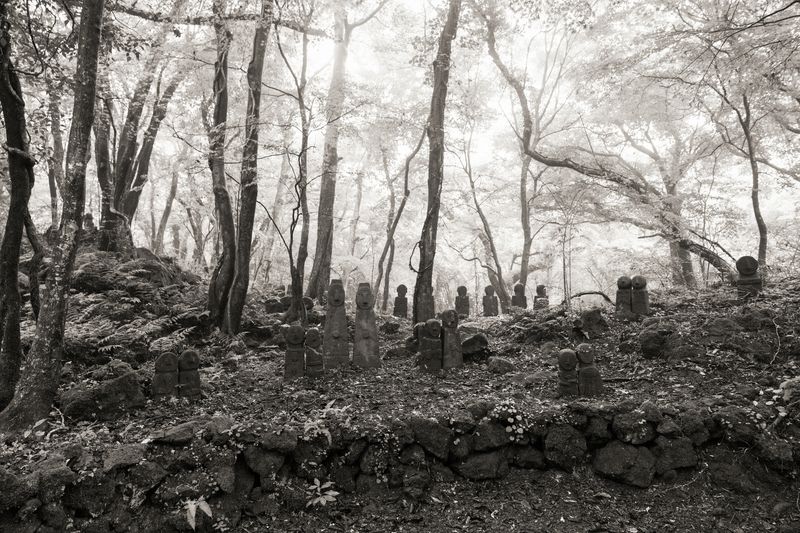 김용호 작가의 ‘유현幽玄-볕뉘’. 숲속 돌하르방과 나무 사이로 스며드는 빛을 통해 제주의 신화적 풍경과 은은한 아름다움을 보여준다. /사진=제주 돌문화공원 제공