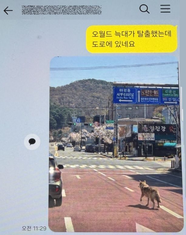 늑구 탈출 후 AI로 늑대를 합성해 허위 사진을 유포한 40대가 경찰에 붙잡혔다. /사진=뉴시스