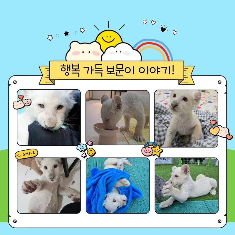 아기 백사자 보문이의 성장과정. /사진=X(marcella_bao)