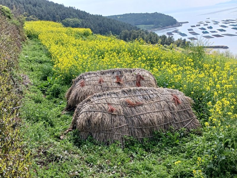 청산도에서 초분은 초빈이라고 한다. 초분을 빈소의 연장으로 여겼던 것으로 추측한다. 1980년대까지도 섬 전체에서 시행됐지만 2000년대 들어서 도락리, 도청리, 당리 등 일부 지역에서만 볼 수 있다. 드라마 '봄의 왈츠'를 촬영한 카페 앞에서 만났다.2026.5.5 ⓒ 뉴스1