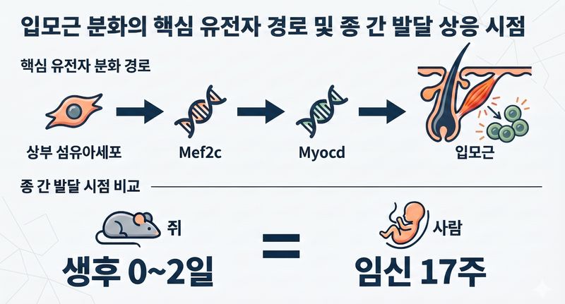 [서울=뉴시스] 입모근 분화의 핵심 유전자 경로 및 종 간 발달 상응 시점. (사진= 서울대병원 제공)