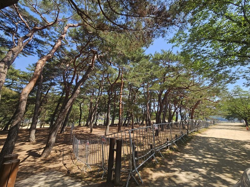 하회마을 부용대 앞 만송정에 생긴 줄불놀이 통제구역 (출처=연합뉴스)
